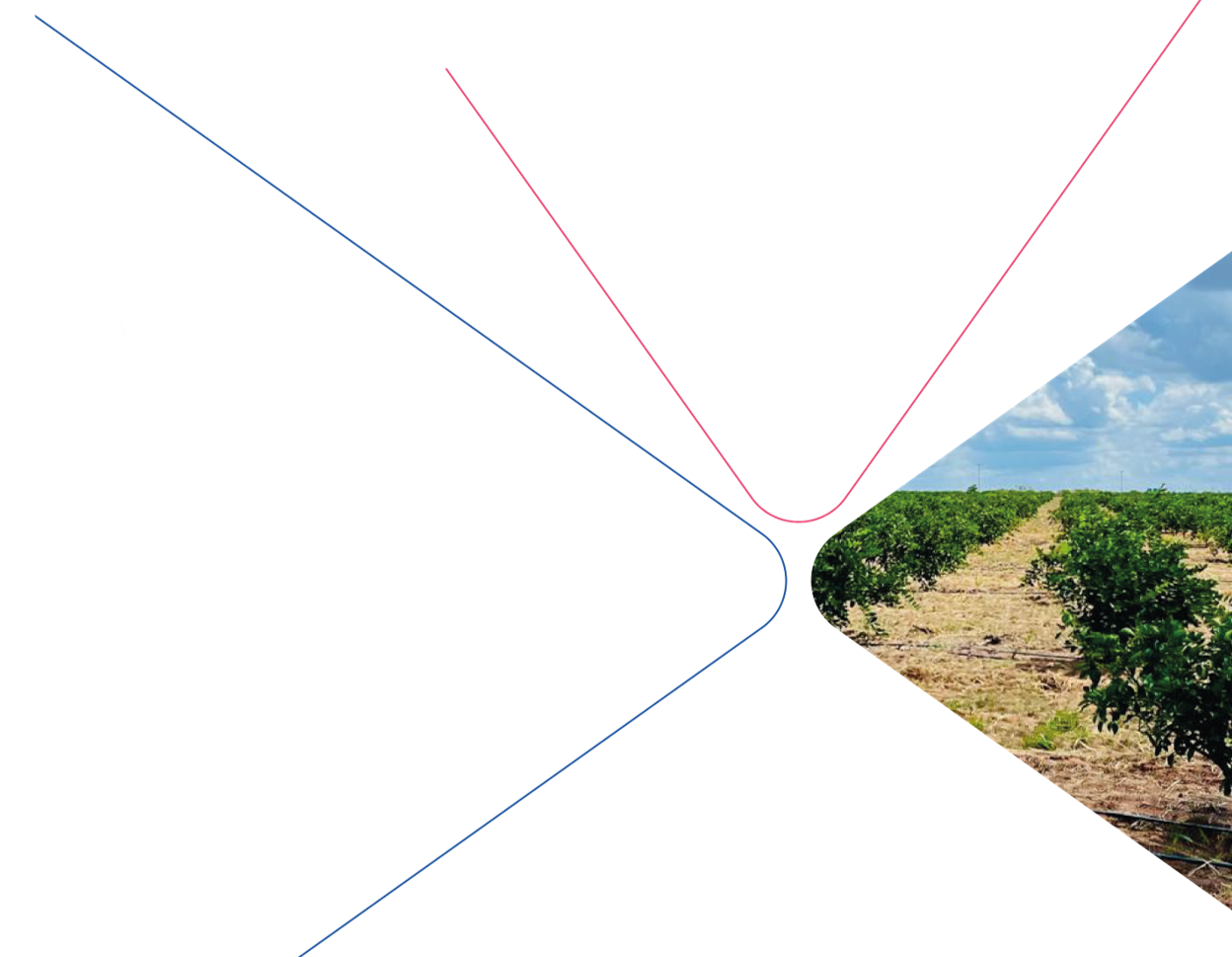 Plantação da Agro Cone